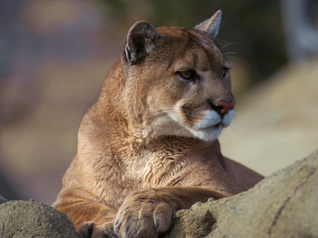 puma disparu puma disparu